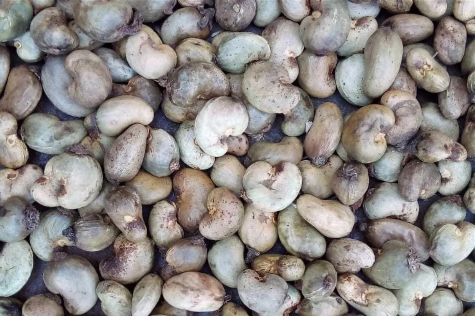 Raw Cashews